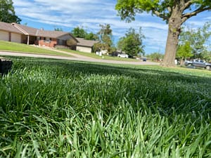 Close-up of vibrant green grass blades in Edmond, OK, showcasing healthy, well-maintained turf.